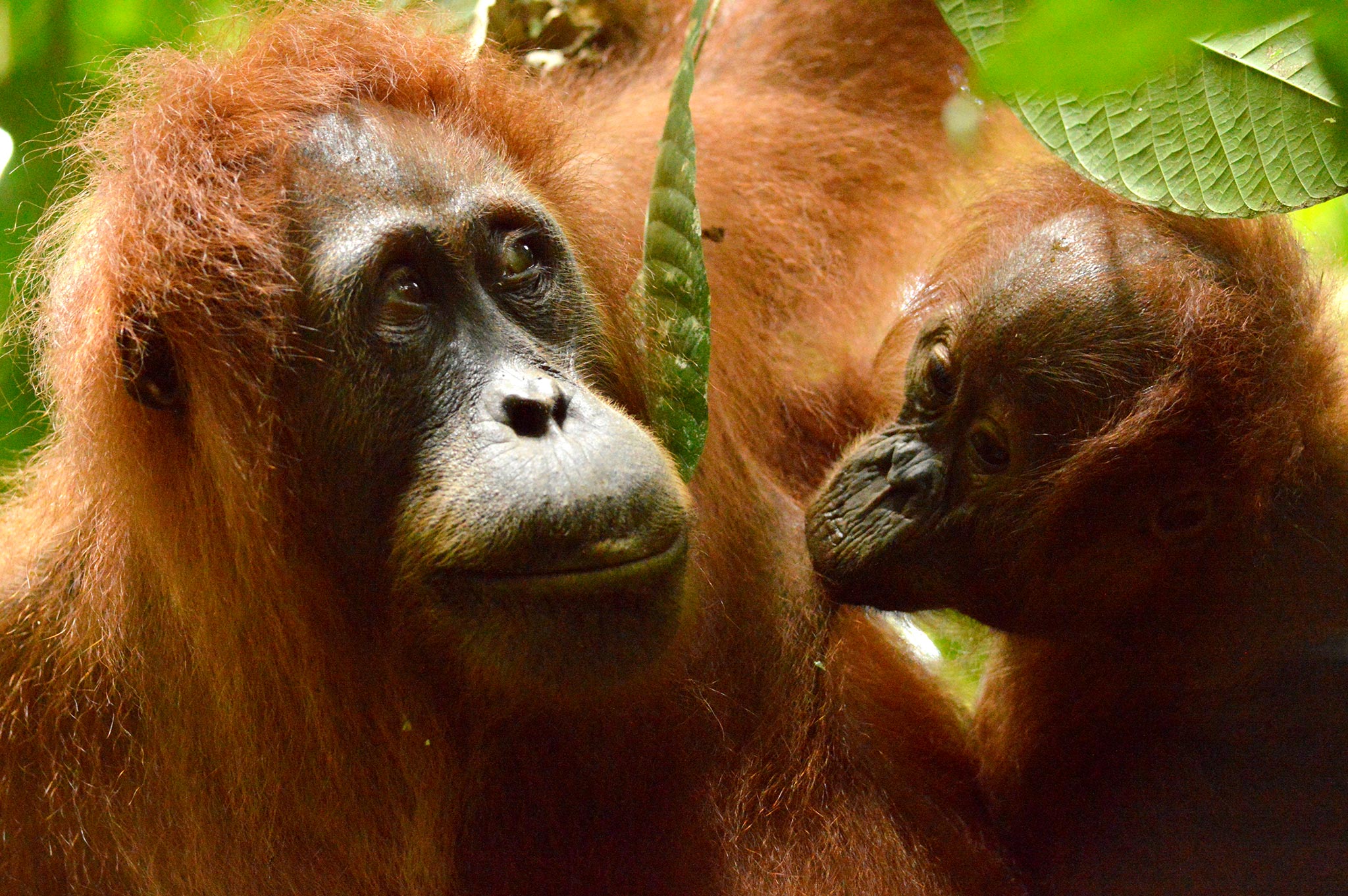 Orangutan Project